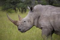 Rhino II.